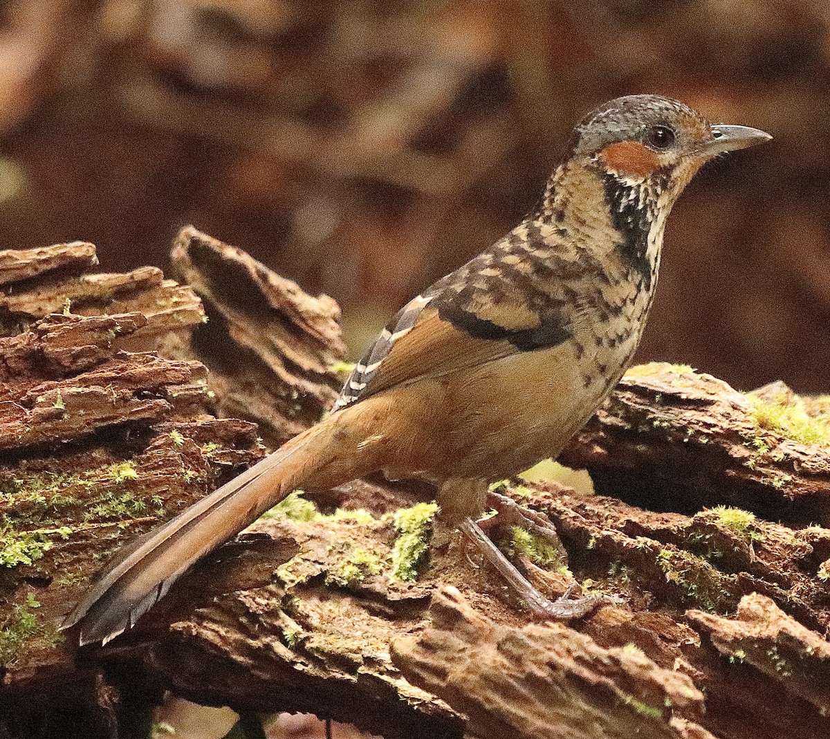 Chestnut-eared Laughingthrush - ML551692741