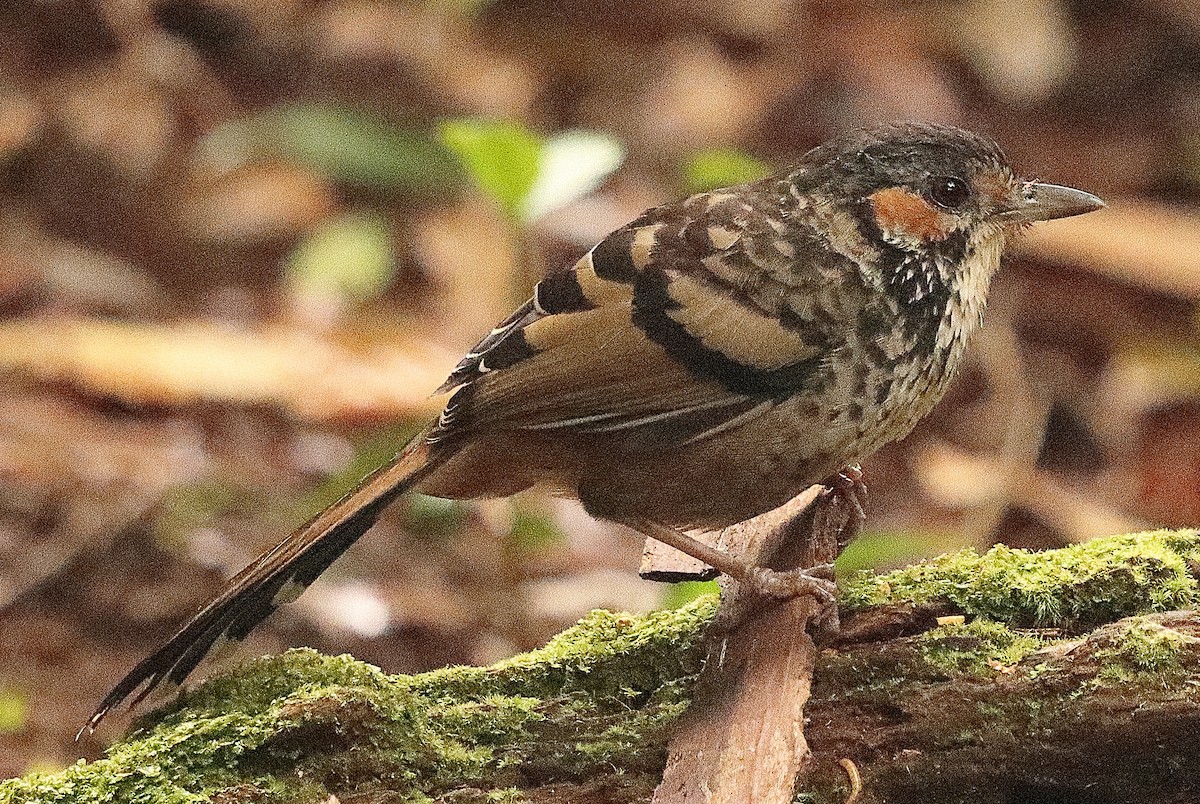 Chestnut-eared Laughingthrush - ML551692761