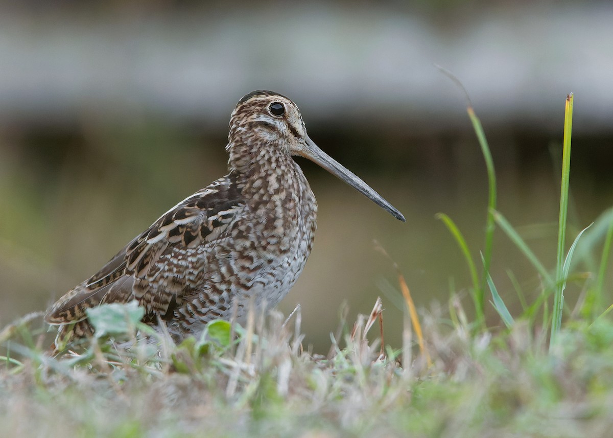 Swinhoe's Snipe - ML551693091