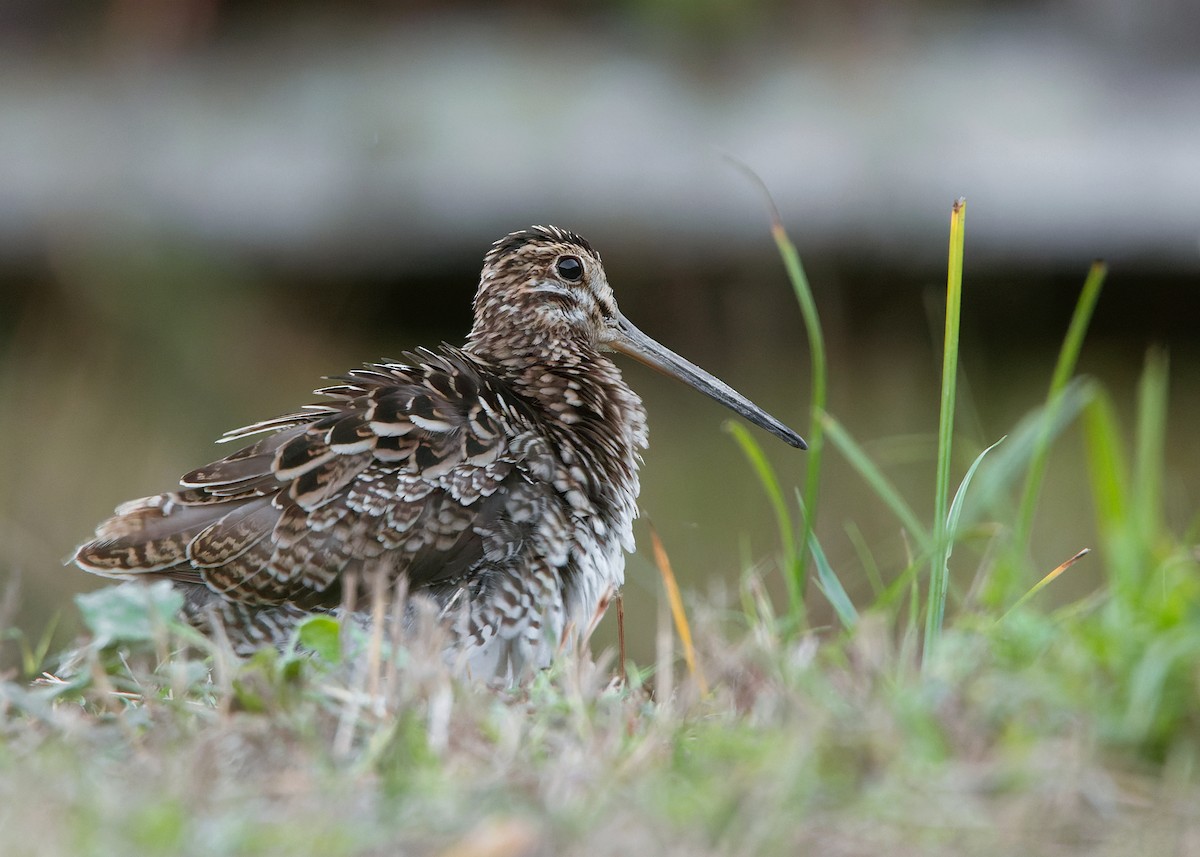 Swinhoe's Snipe - ML551693101