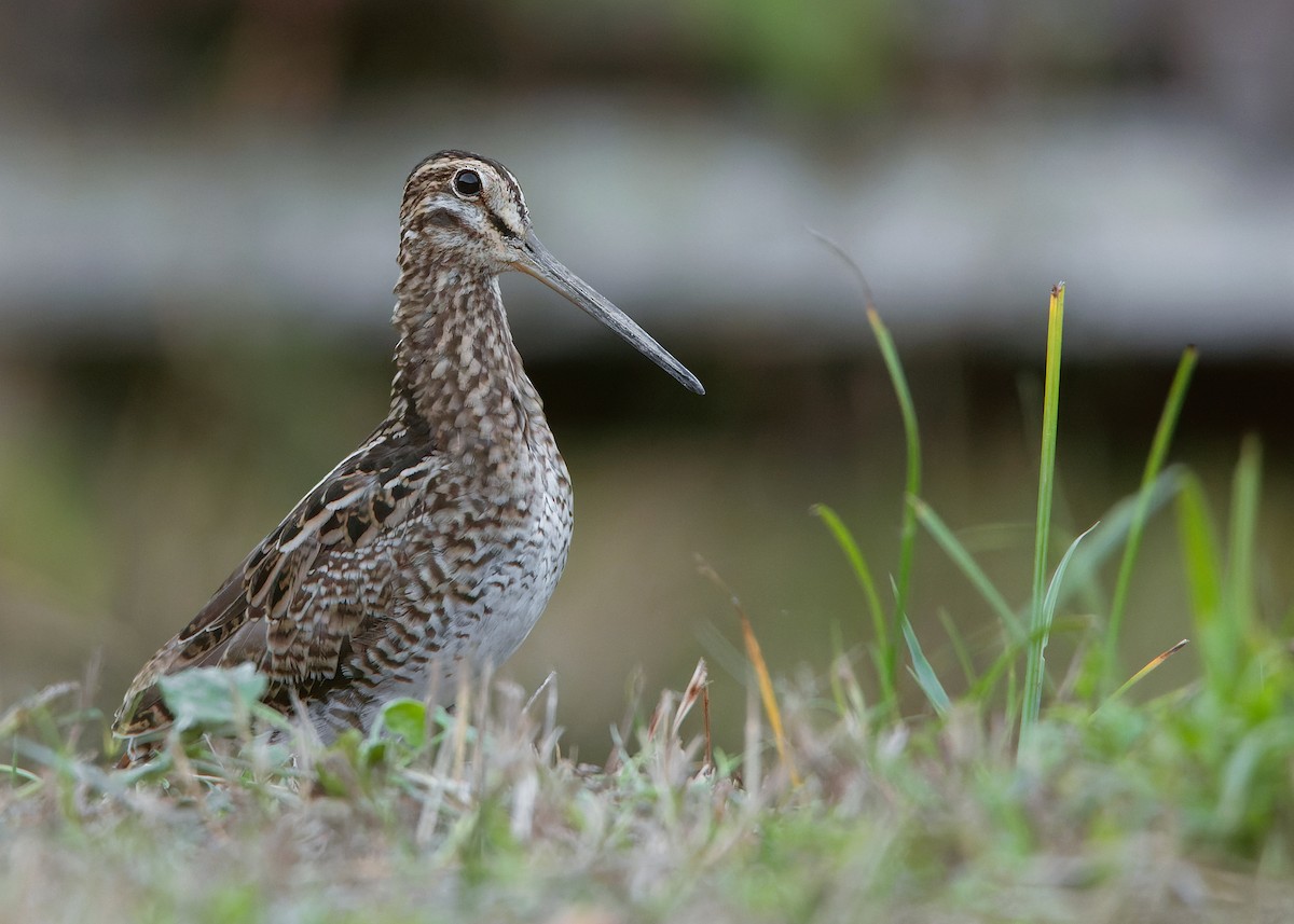 Swinhoe's Snipe - ML551693121