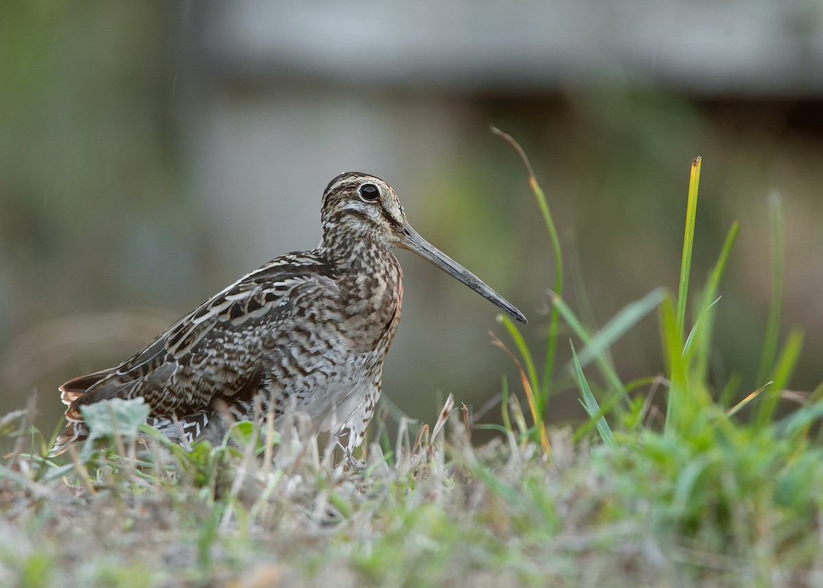 Swinhoe's Snipe - ML551693131