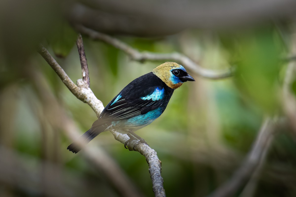 Golden-hooded Tanager - ML551695371