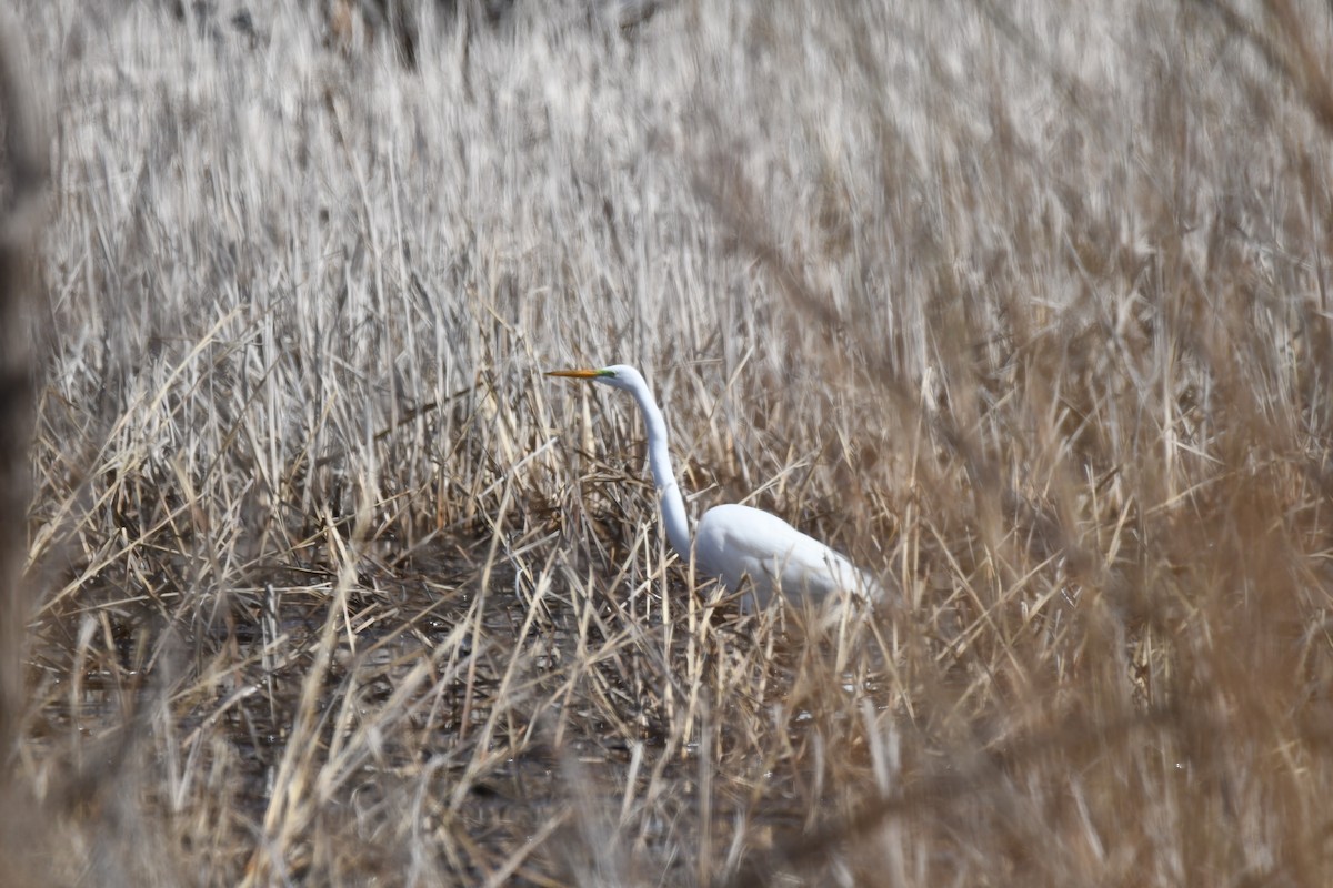 Great Egret - ML551695761