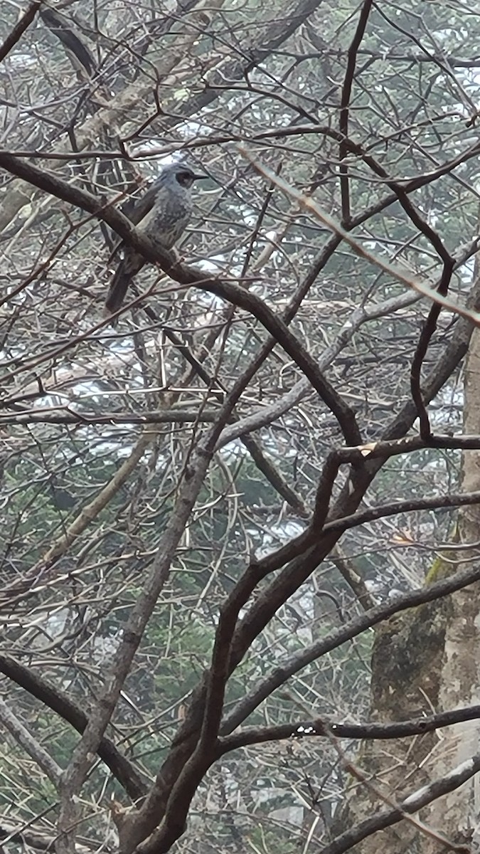 Brown-eared Bulbul - ML551695871