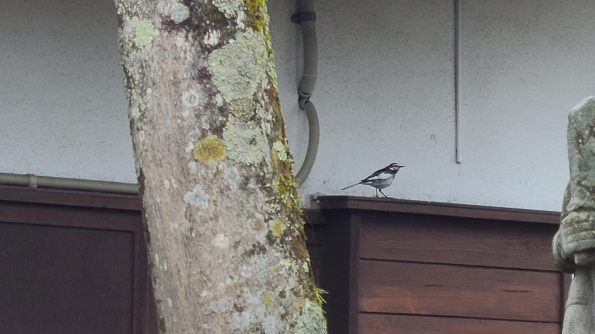 White Wagtail - ML551695891