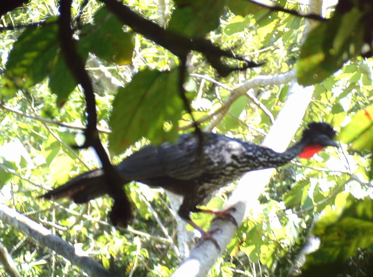 Crested Guan - Nick Odio