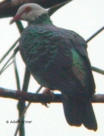 Pigeon à tête pâle - ML55169691