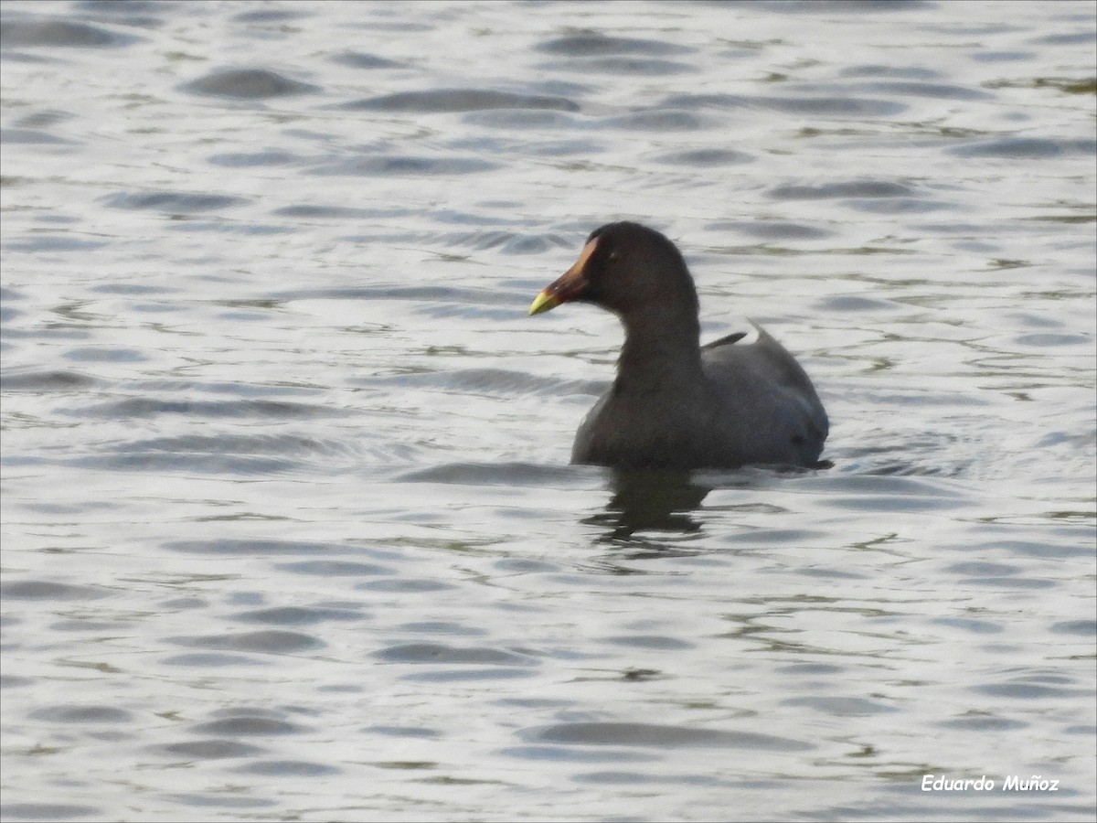 Common Gallinule - ML551697131