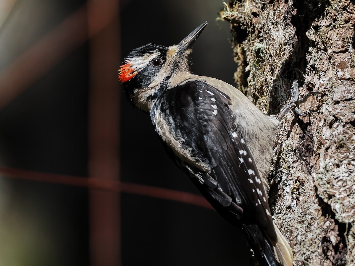 Hairy Woodpecker - ML551697241