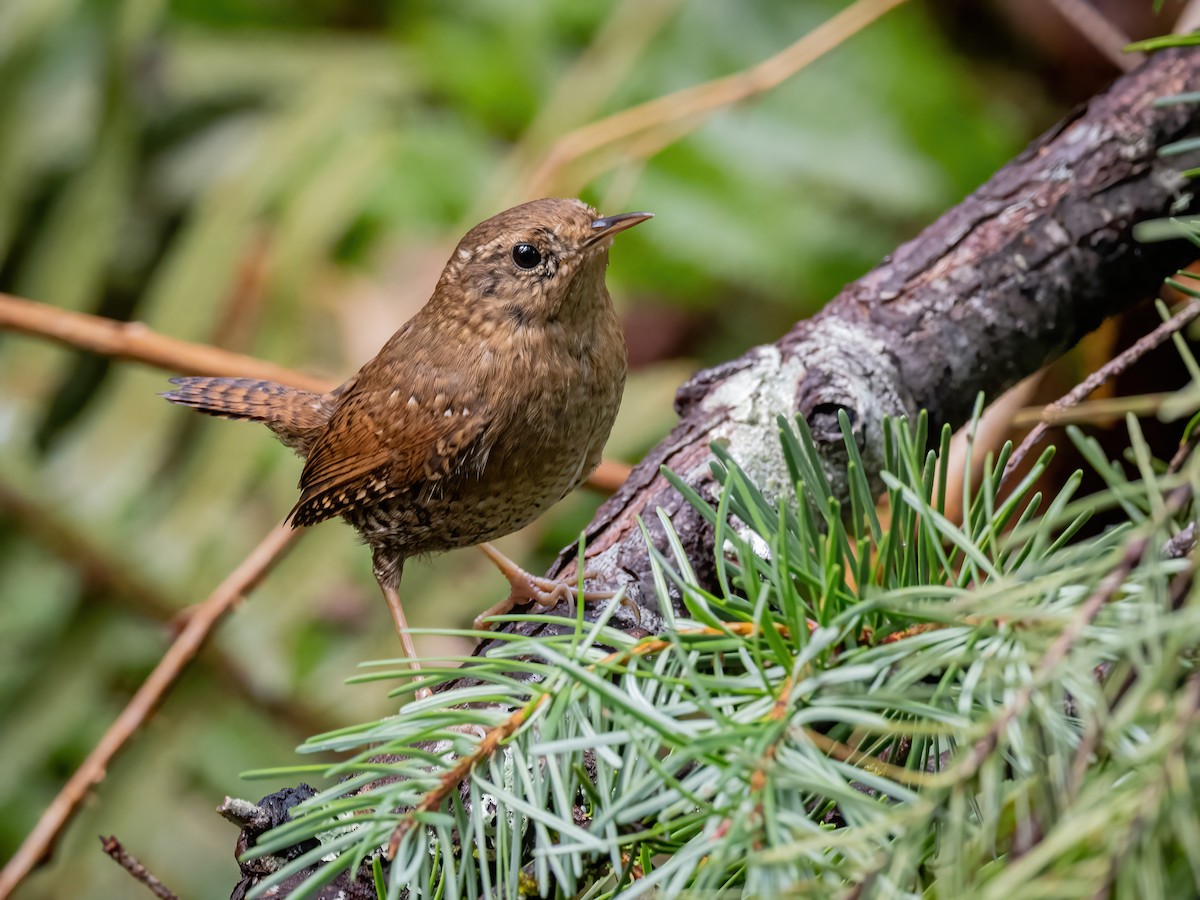 Pacific Wren - ML551697461