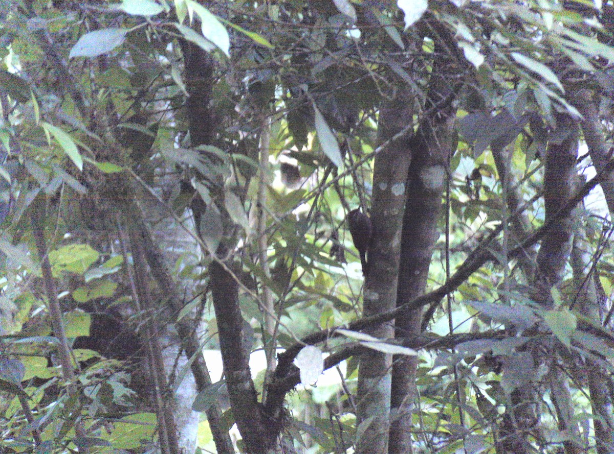 Spot-crowned Woodcreeper - ML551697641
