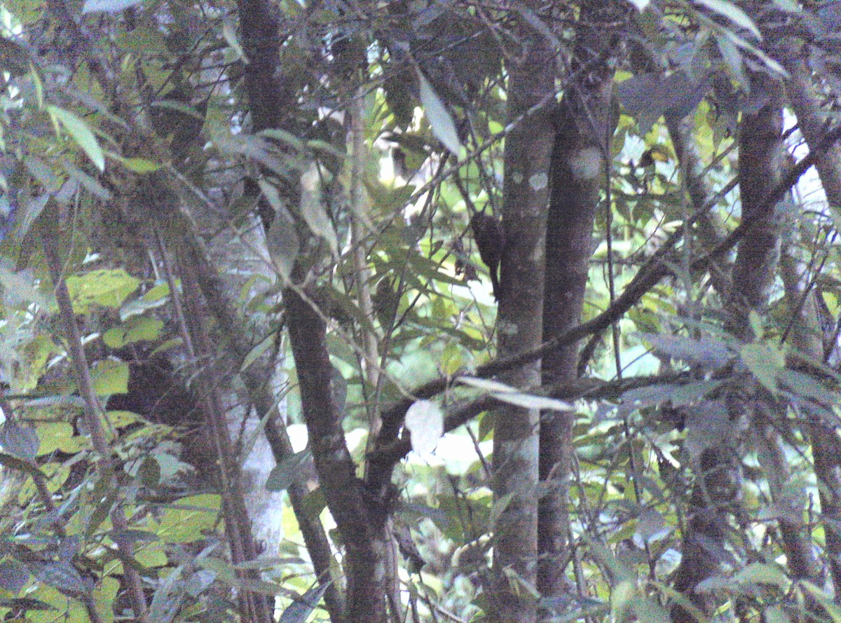 Spot-crowned Woodcreeper - ML551697651