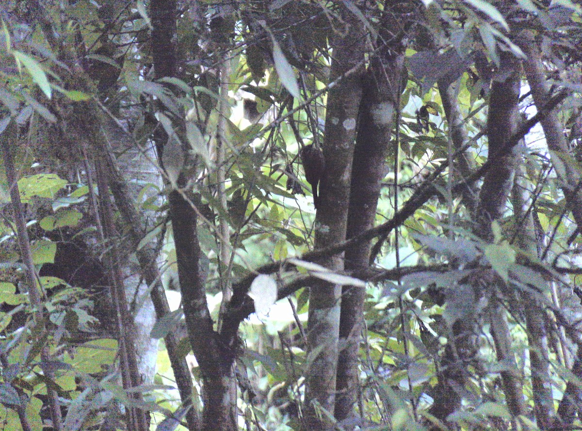 Spot-crowned Woodcreeper - ML551697661