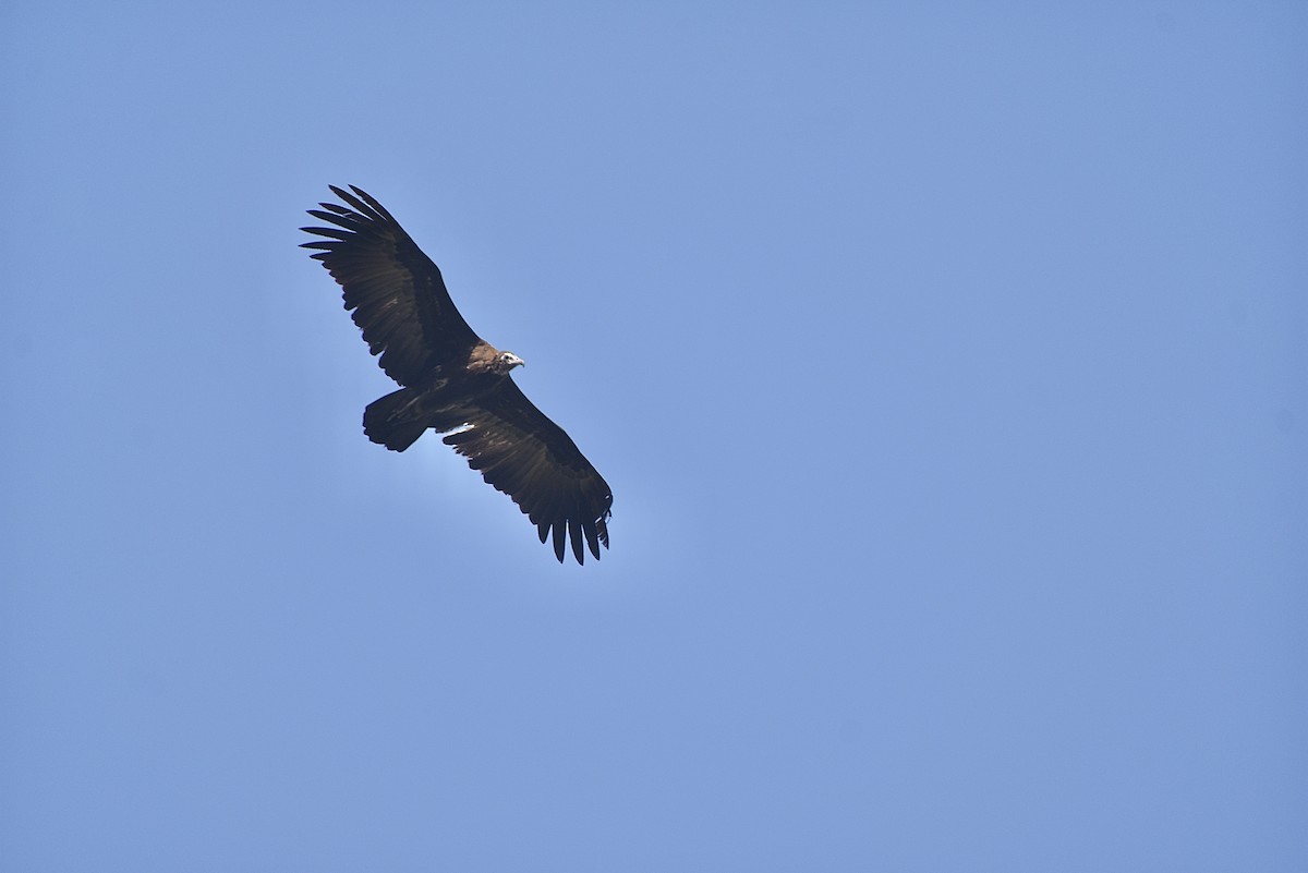 Hooded Vulture - ML551698111