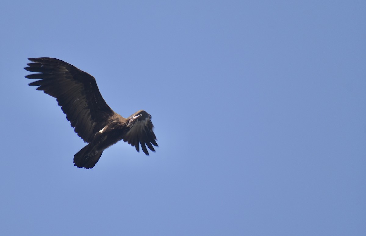 Hooded Vulture - ML551698121