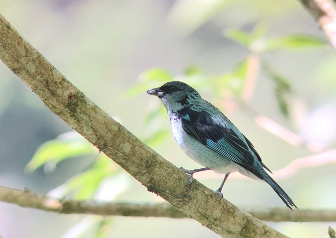 Azure-rumped Tanager - ML551698801