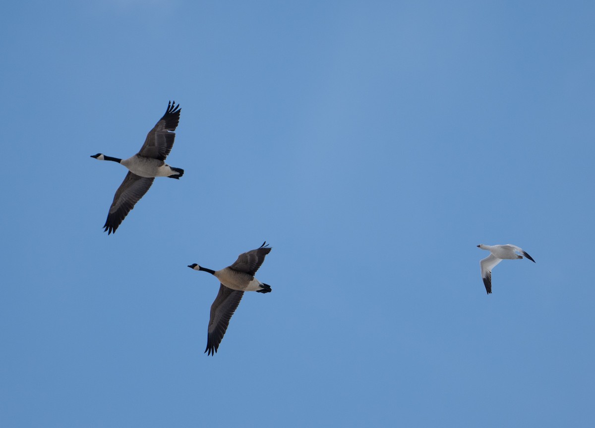 Snow/Ross's Goose - ML551699231