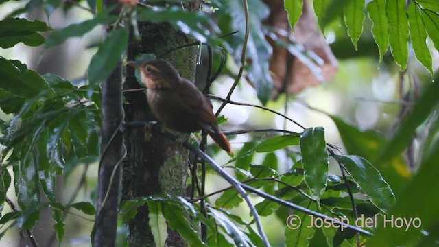 Fawn-throated Foliage-gleaner - ML551699541