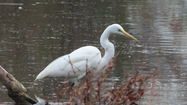 Great Egret - ML551699681