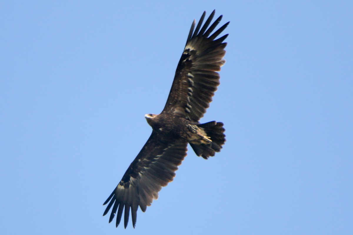 Greater Spotted Eagle - ML551699911