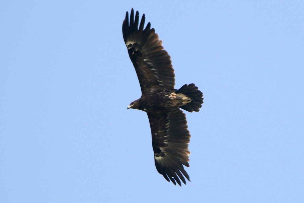 Greater Spotted Eagle - ML551699951