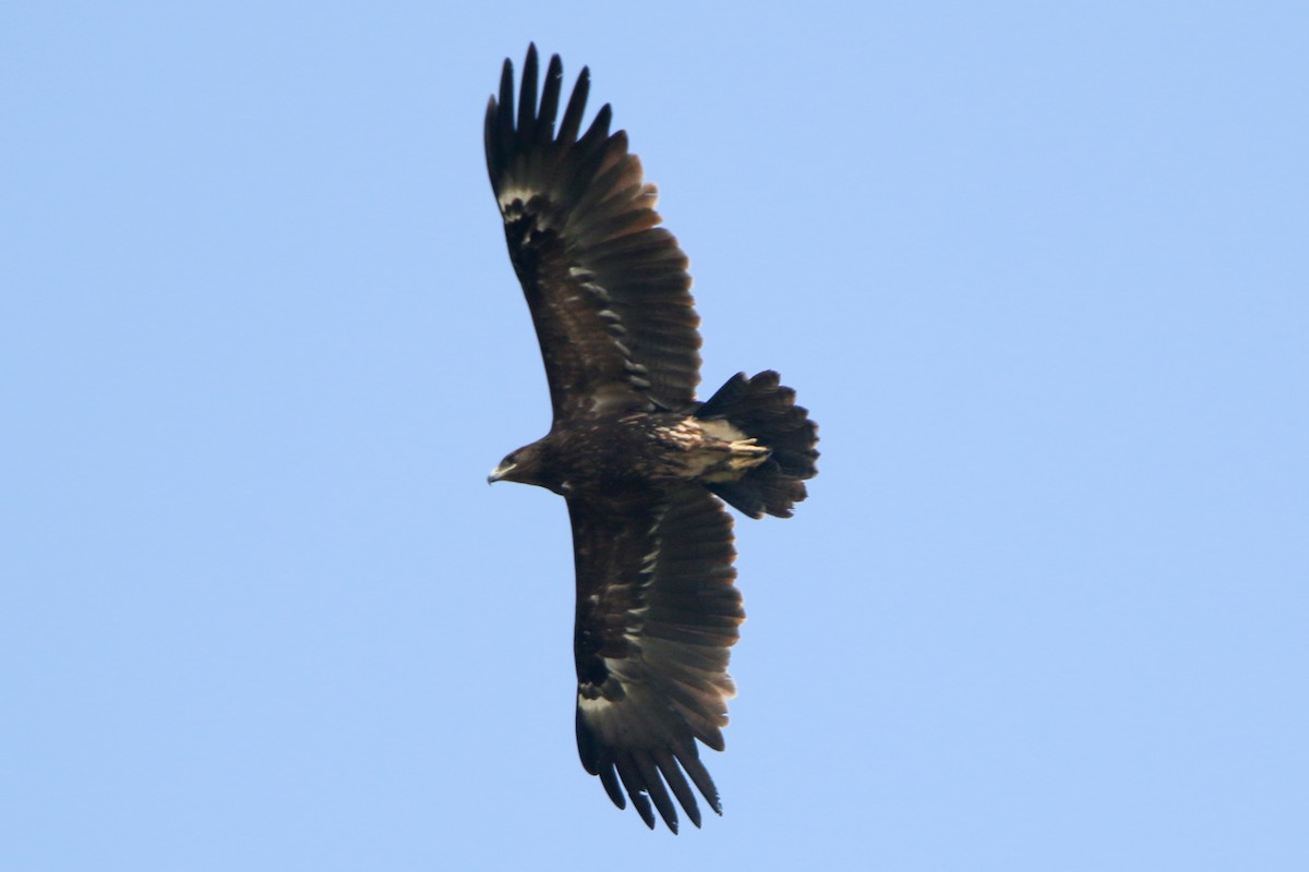 Greater Spotted Eagle - ML551700001