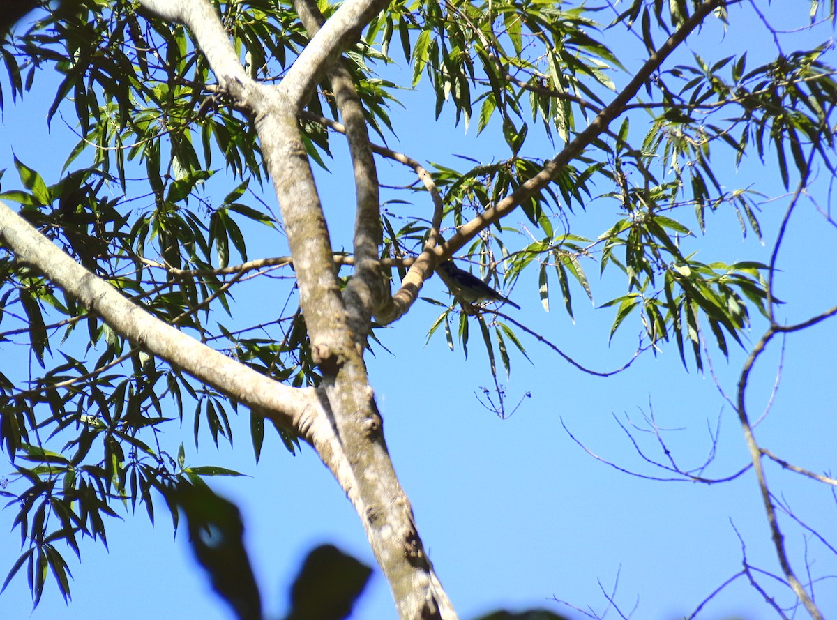 Azure-rumped Tanager - ML551700061