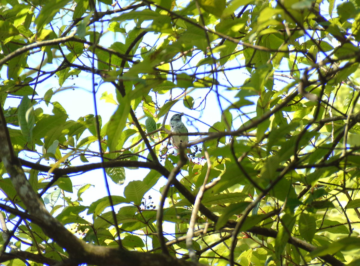 Azure-rumped Tanager - ML551700071