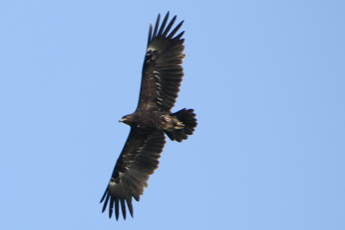 Greater Spotted Eagle - ML551700101