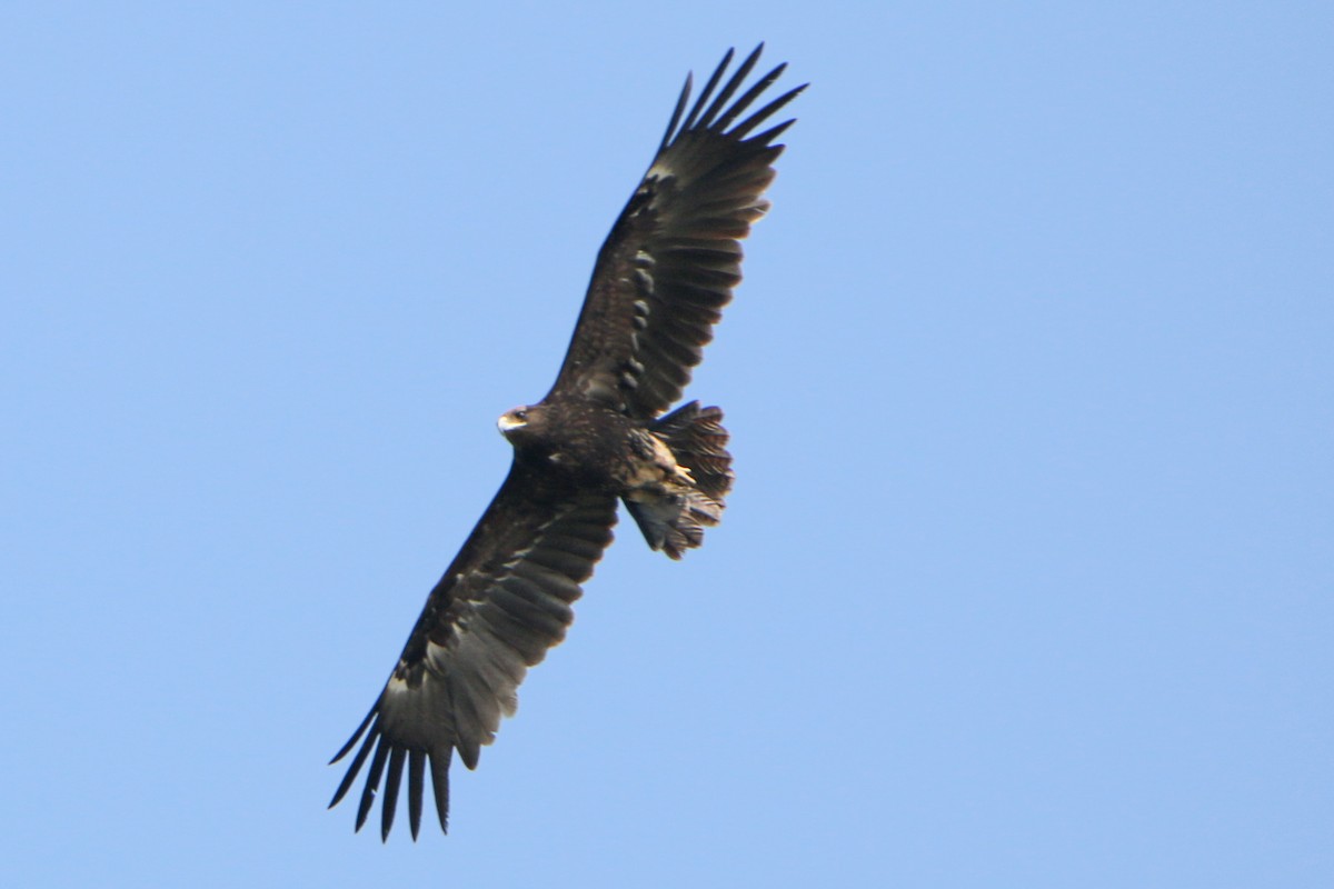 Greater Spotted Eagle - ML551700221