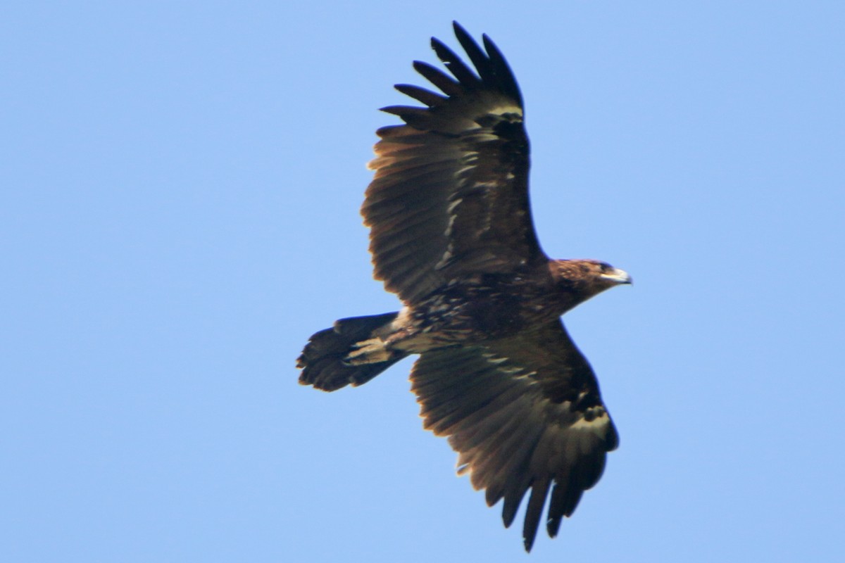 Greater Spotted Eagle - ML551700241