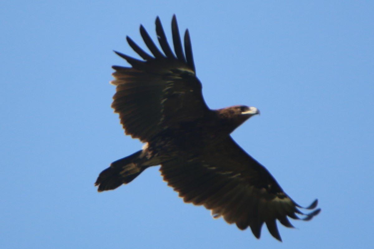 Greater Spotted Eagle - ML551700261