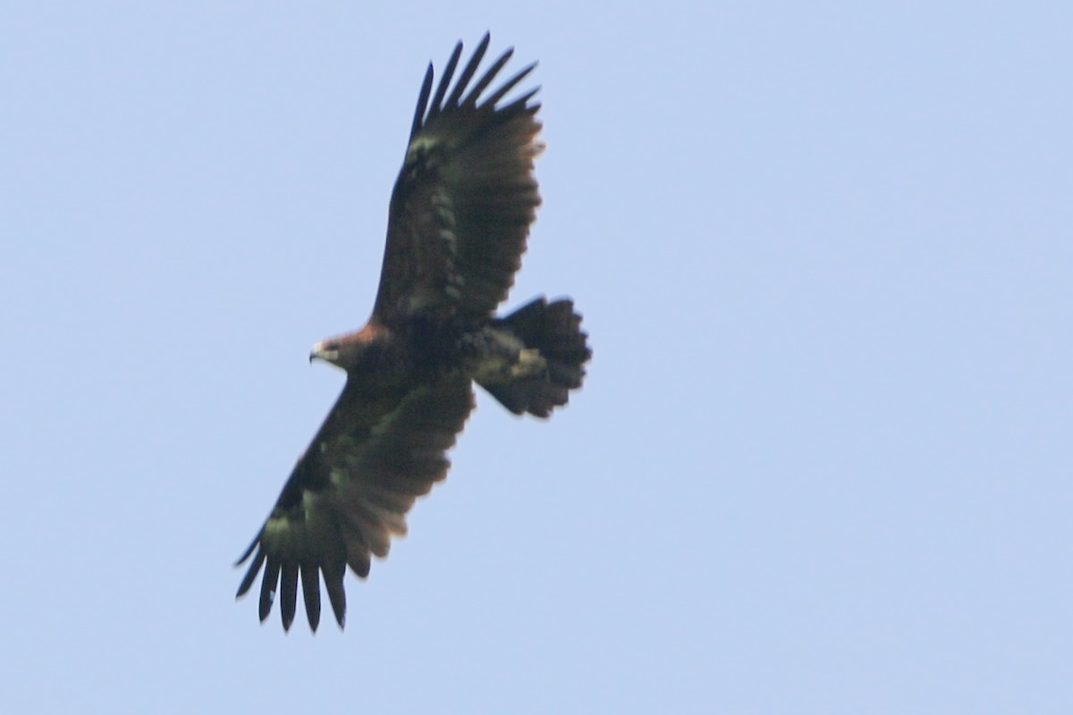 Greater Spotted Eagle - ML551700271