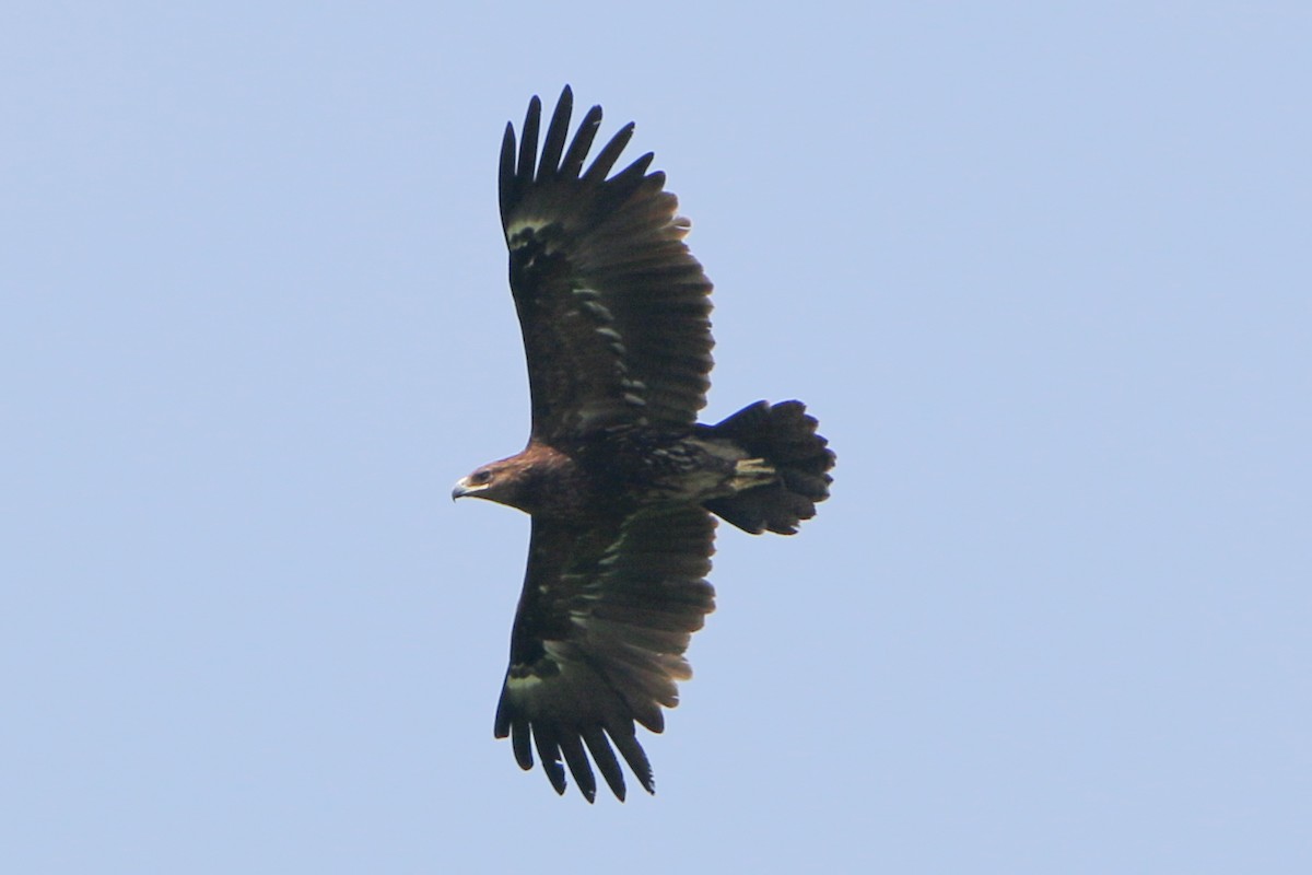 Greater Spotted Eagle - ML551700281