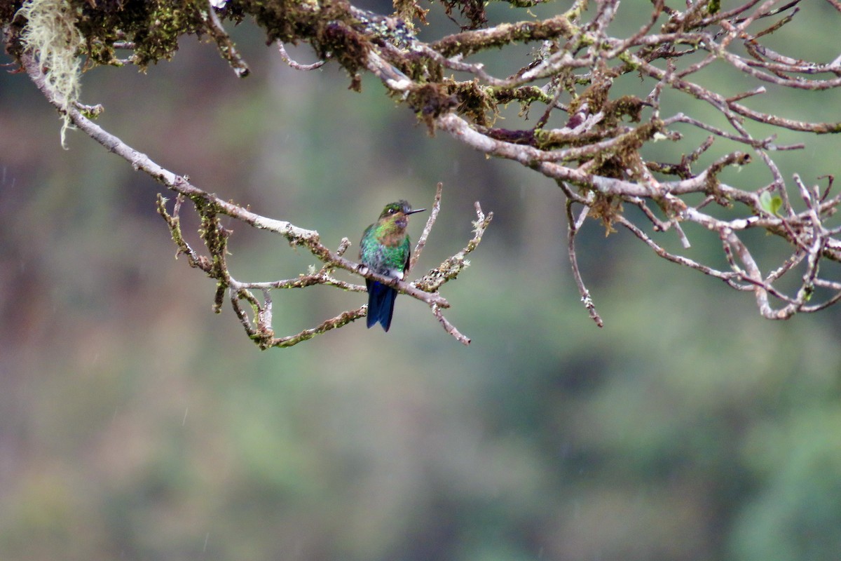 Glowing Puffleg - ML551700471