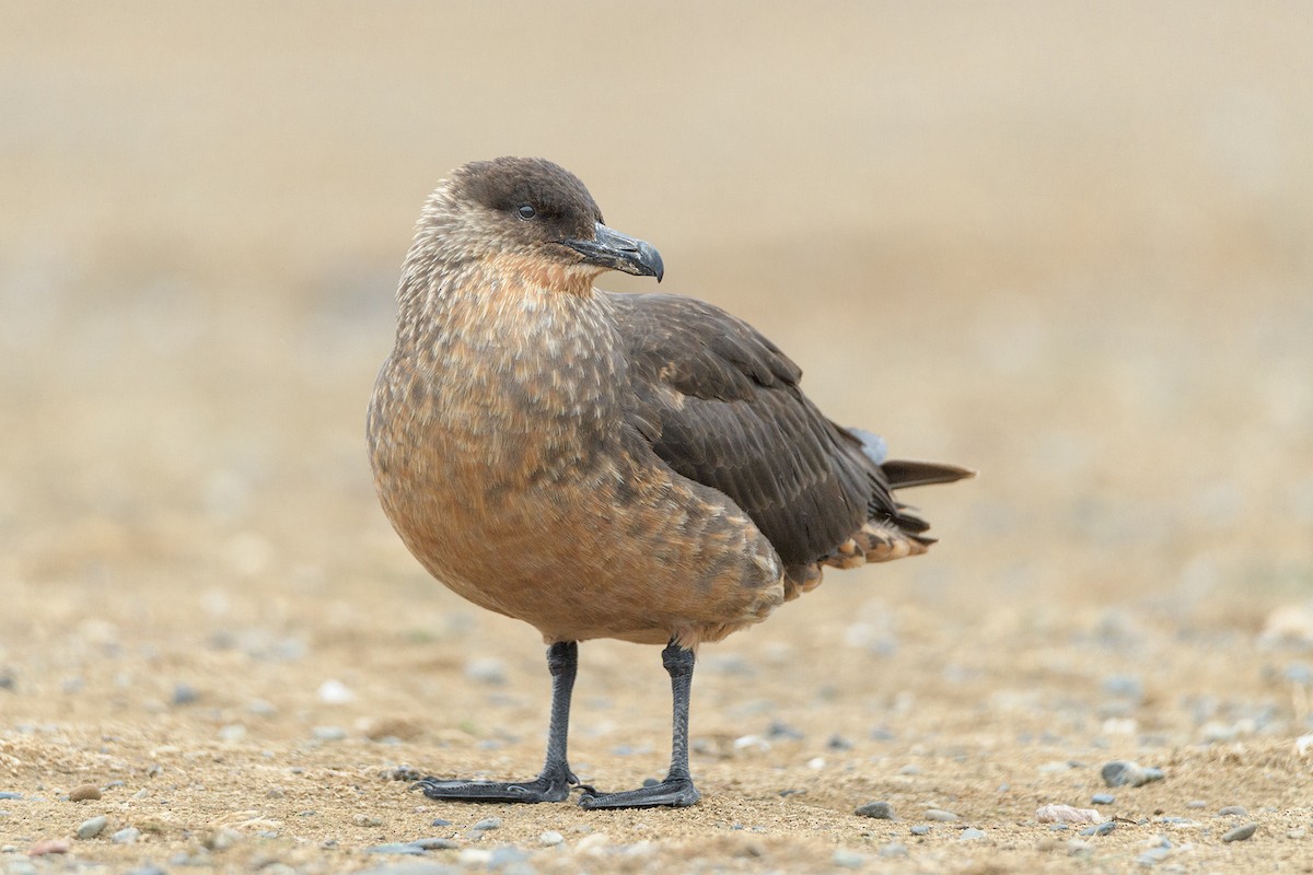 Chilean Skua - ML551701241