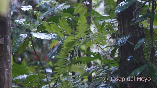 Fawn-throated Foliage-gleaner - ML551701391