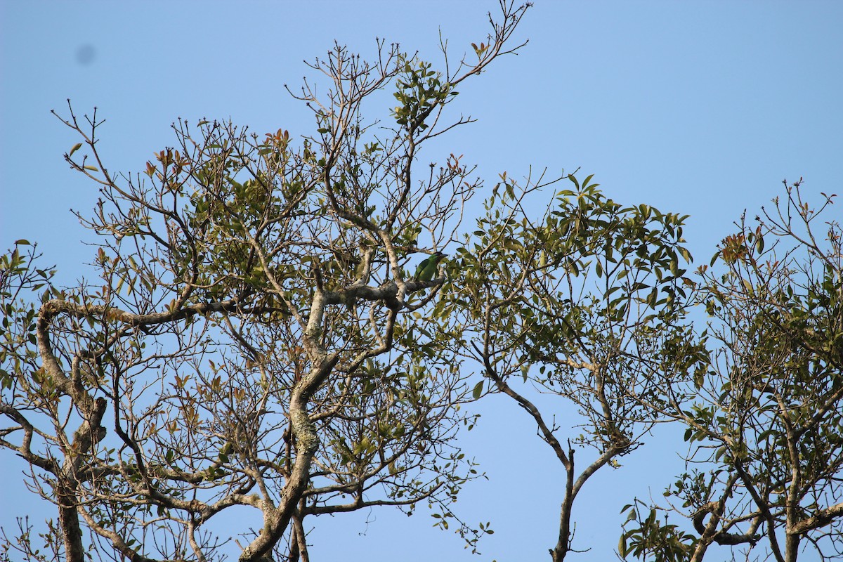 Chinese Barbet - ML551701451