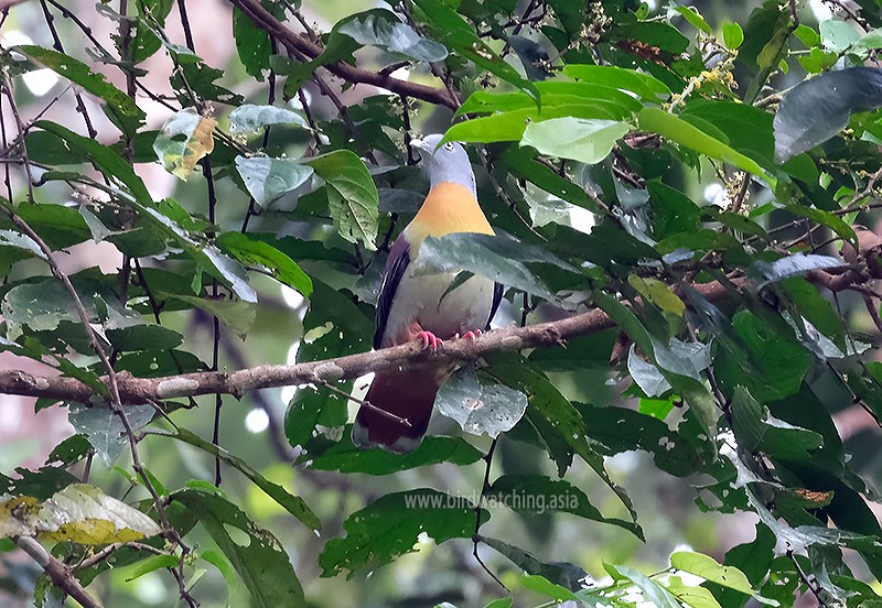 Little Green-Pigeon - ML551702431