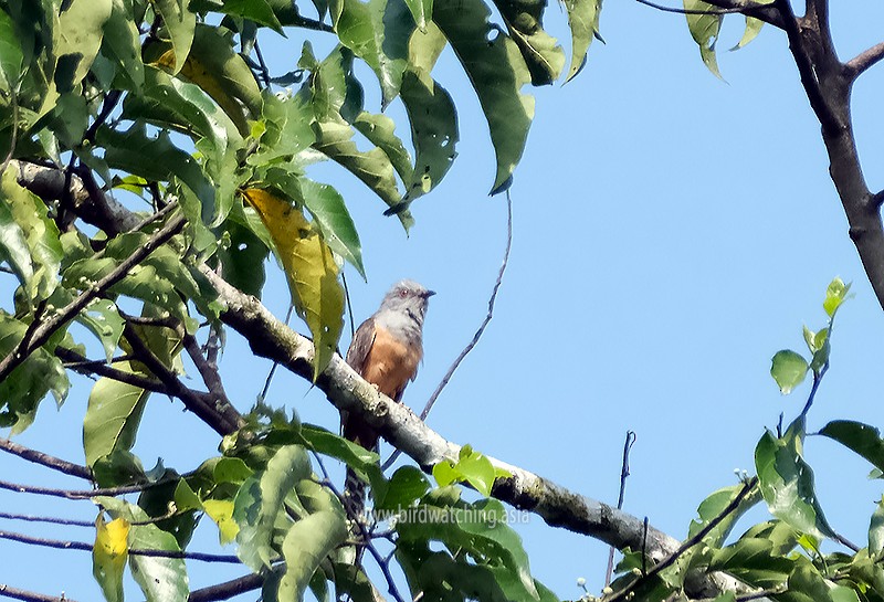 Plaintive Cuckoo - David Hogan Jr