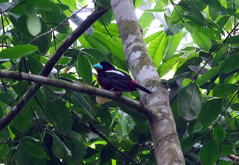 Black-and-red Broadbill - ML551702621