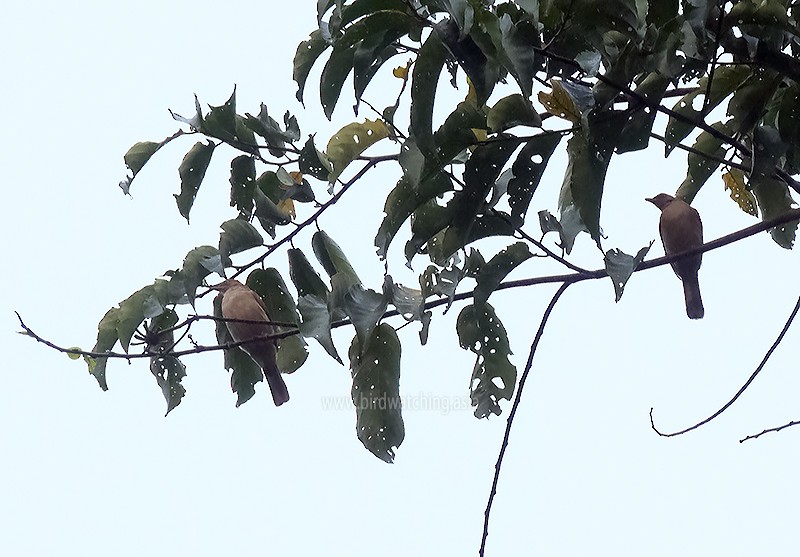 Red-eyed Bulbul - ML551702681