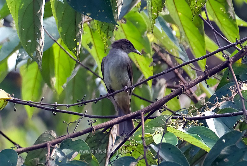 Buff-vented Bulbul - ML551702701