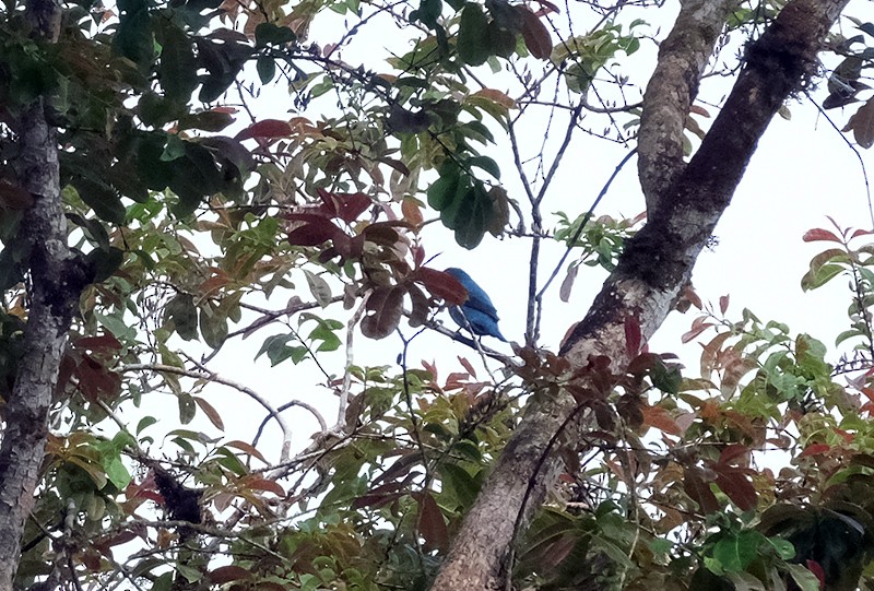 Asian Fairy-bluebird - ML551702921