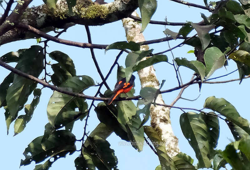 Fiery Minivet - David Hogan Jr