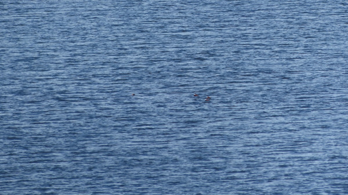 Ruddy Duck - ML55170491