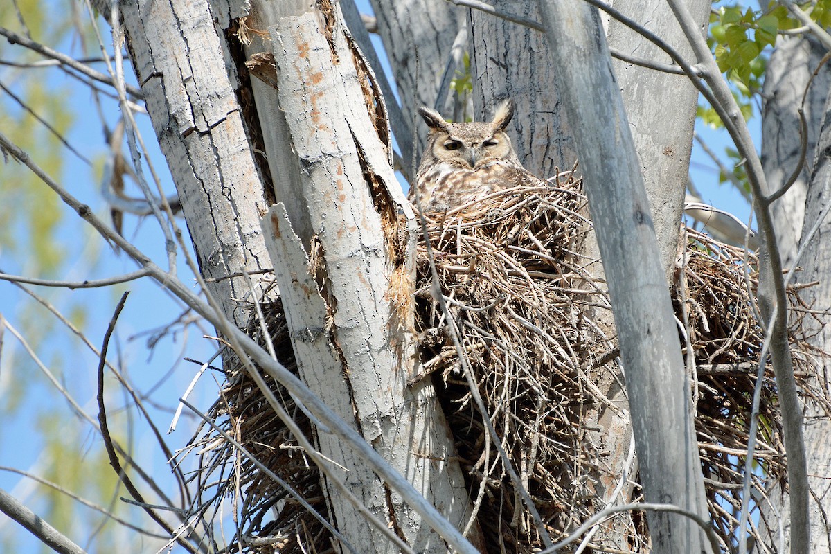 Great Horned Owl - Lewis Ulrey