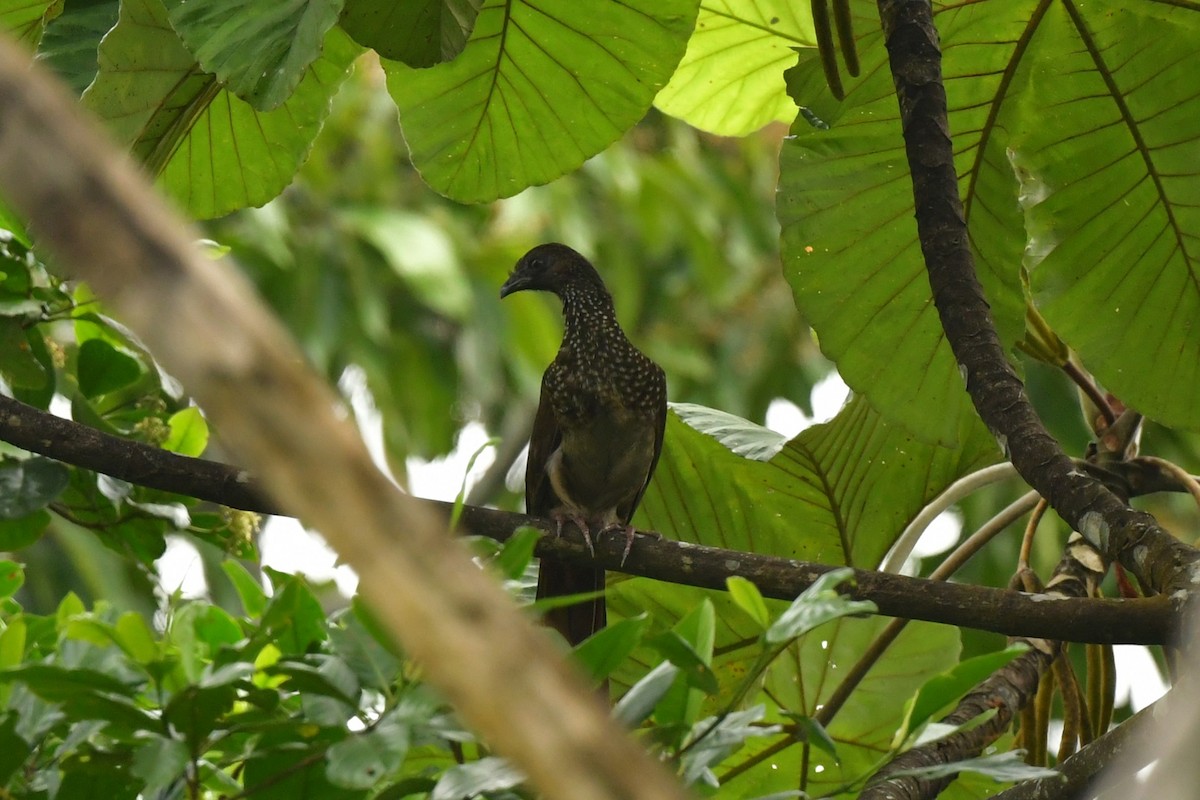 Chachalaca Moteada - ML551706171