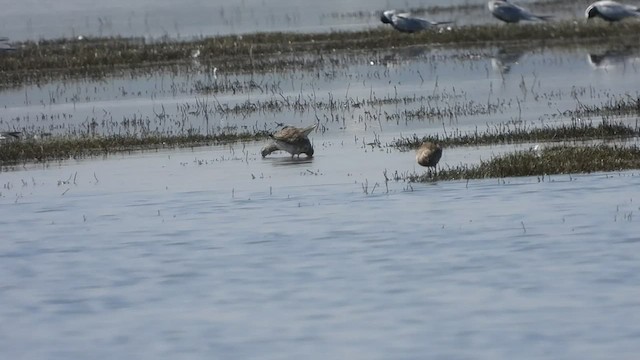 Curlew Sandpiper - ML551706361